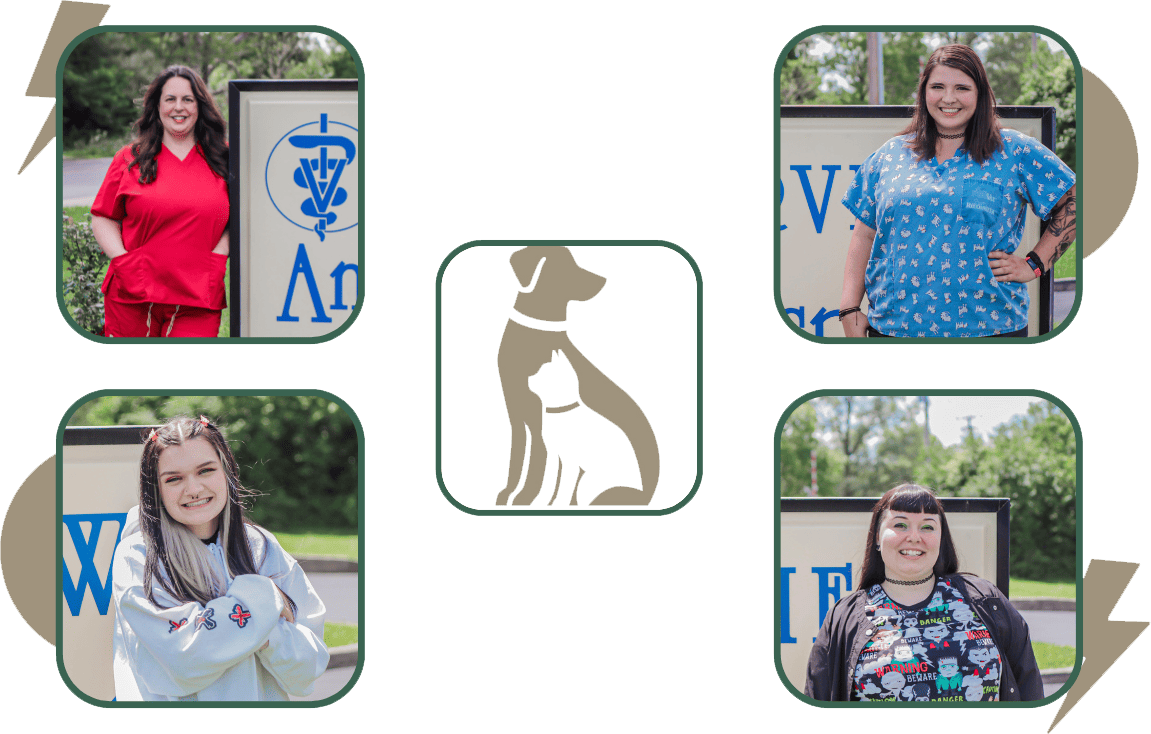 Our Veterinary Team